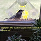 Acrylic Transparent Bird Feeder with Suction Cup